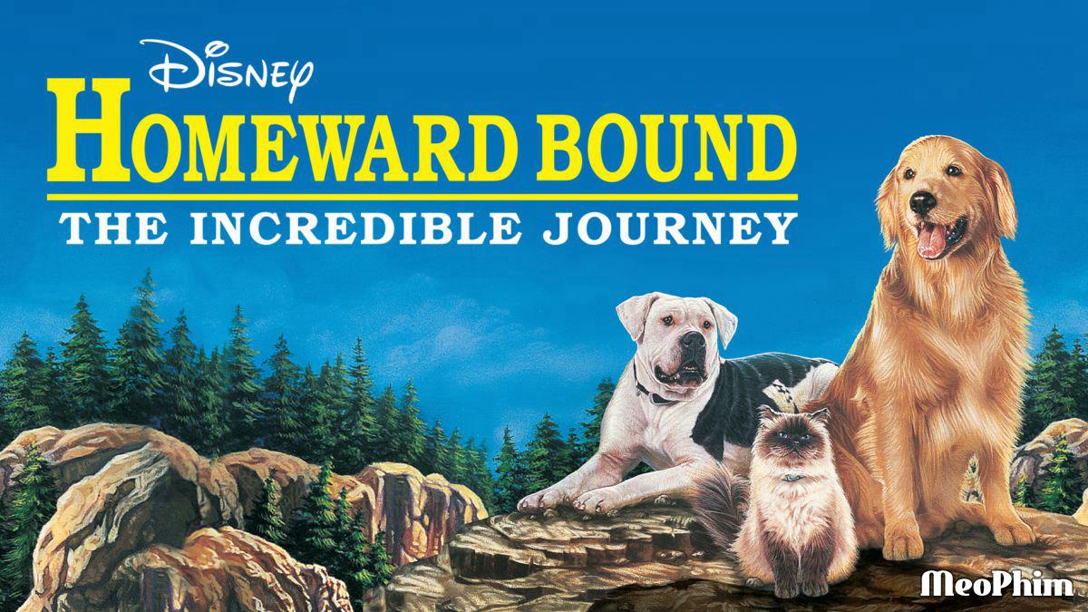 Xem phim Homeward Bound: The Incredible Journey Homeward Bound: The Incredible Journey Vietsub