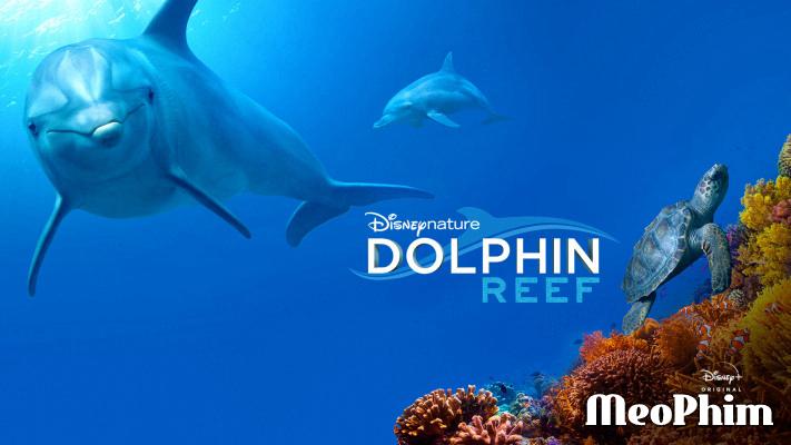 Xem phim Rạn San Hô Cá Heo Dolphin Reef Vietsub