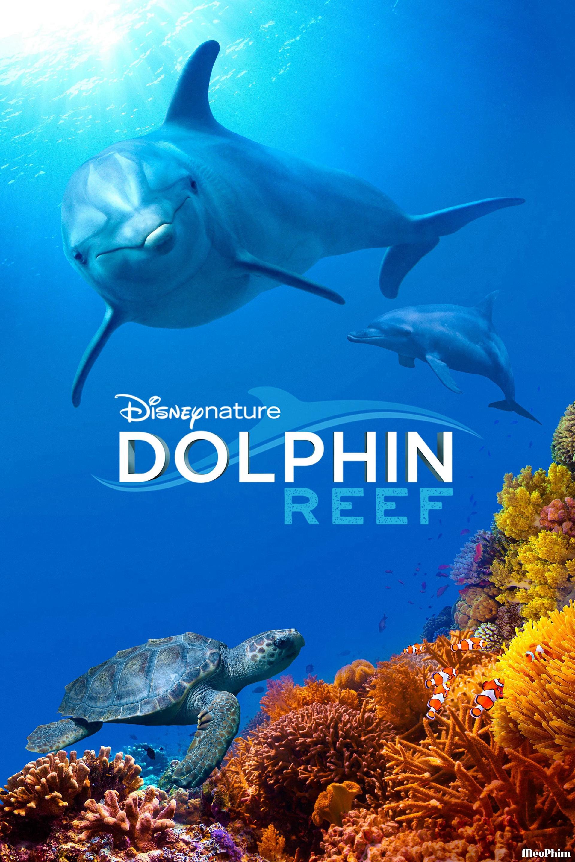 Rạn San Hô Cá Heo - Dolphin Reef (2018)
